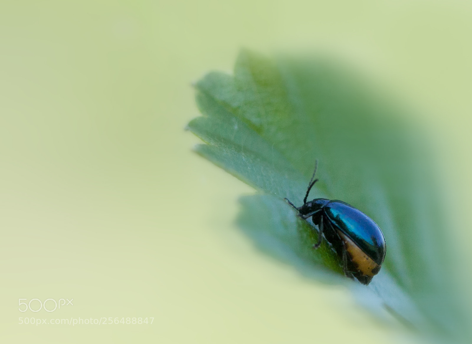 Canon EOS 50D sample photo. Alder leaf beetle photography