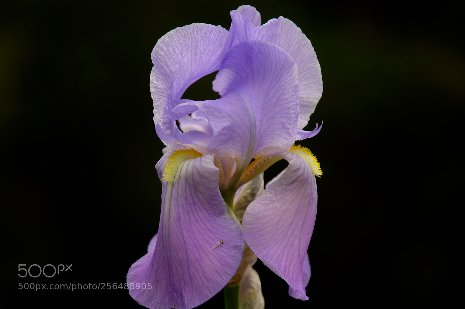 Canon EOS 80D sample photo. Beauty photography