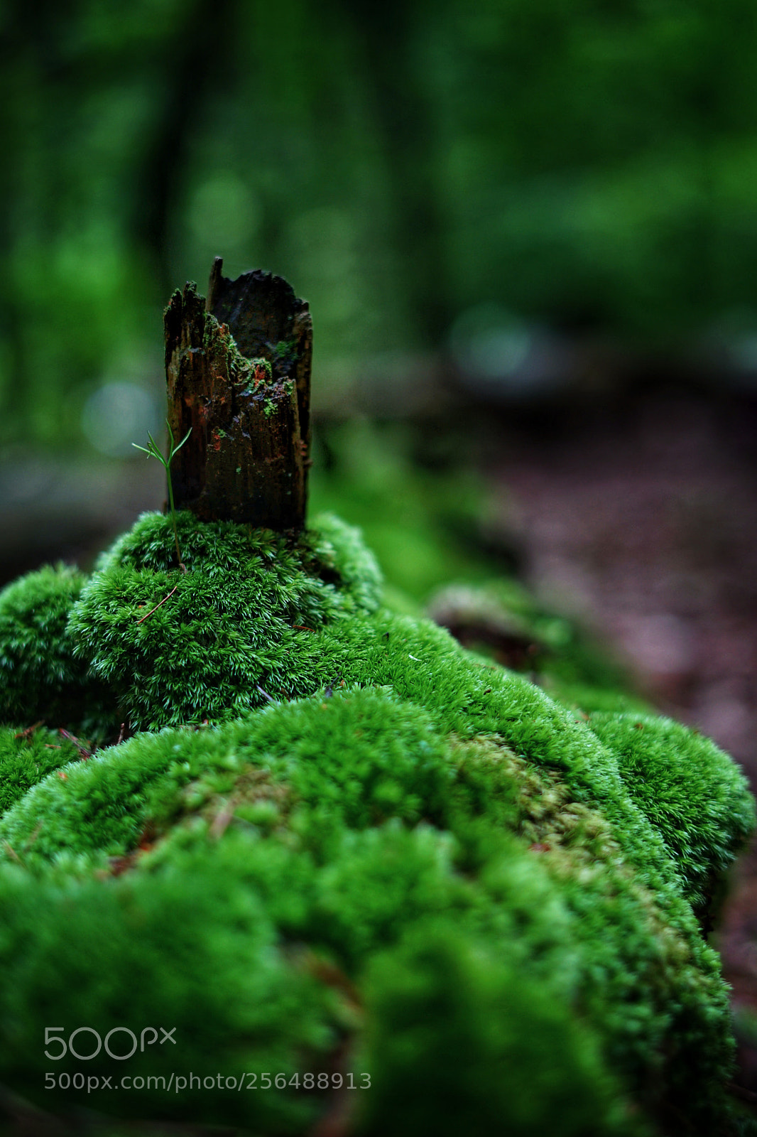 Sony a7 II sample photo. Mossy tree photography