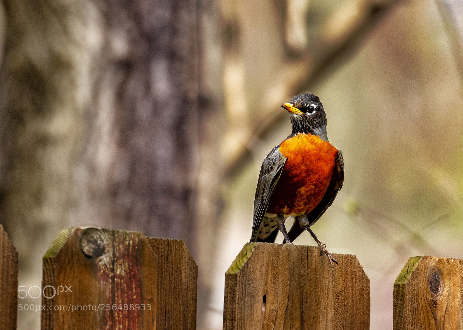 Canon EOS 7D Mark II sample photo. Red robin photography
