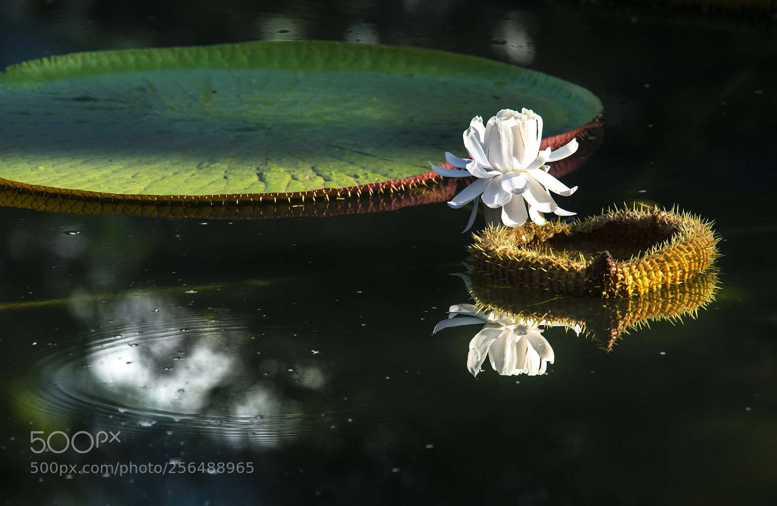 Nikon D850 sample photo. Giant water lily photography