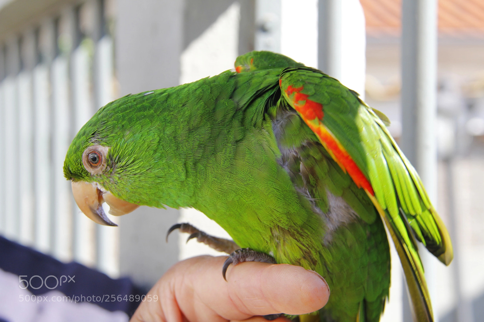 Canon EF-S 18-200mm F3.5-5.6 IS sample photo. Papagaio photography