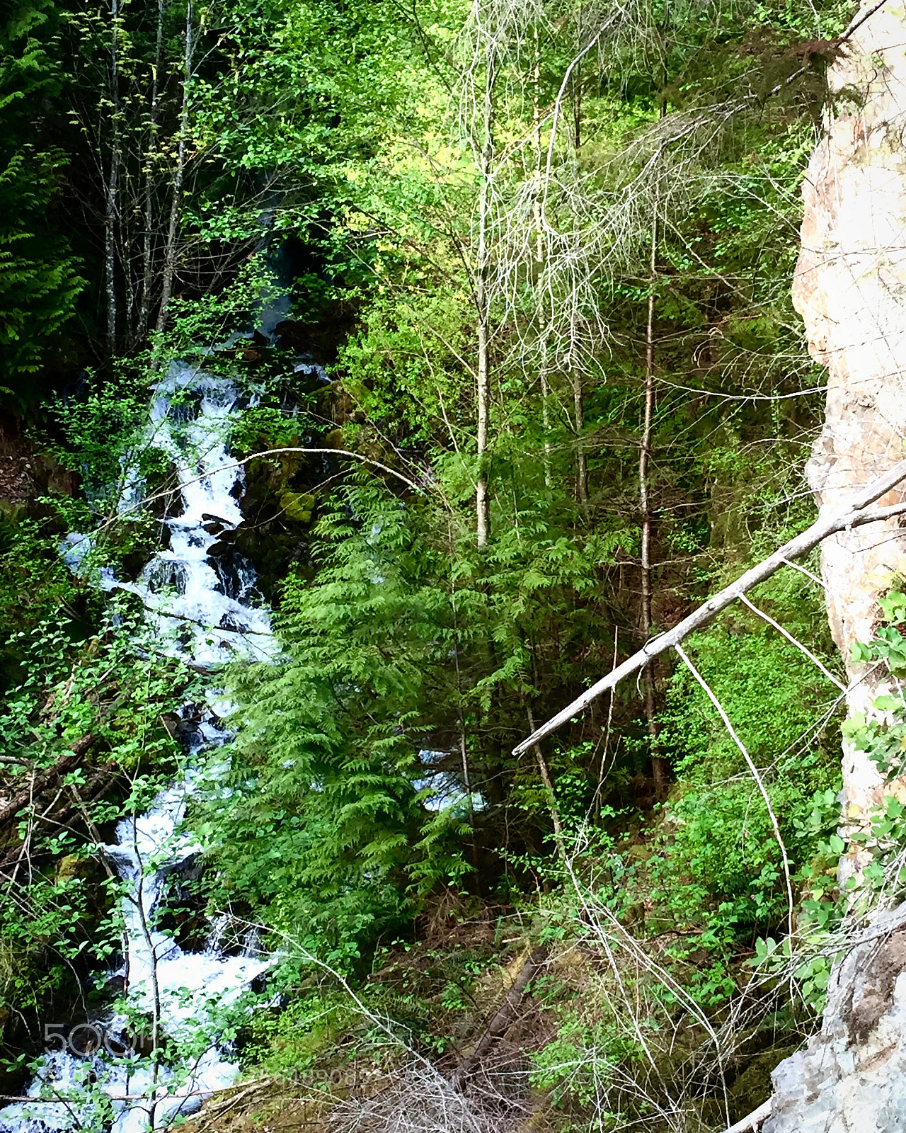 Apple iPhone 6 sample photo. The green creek photography
