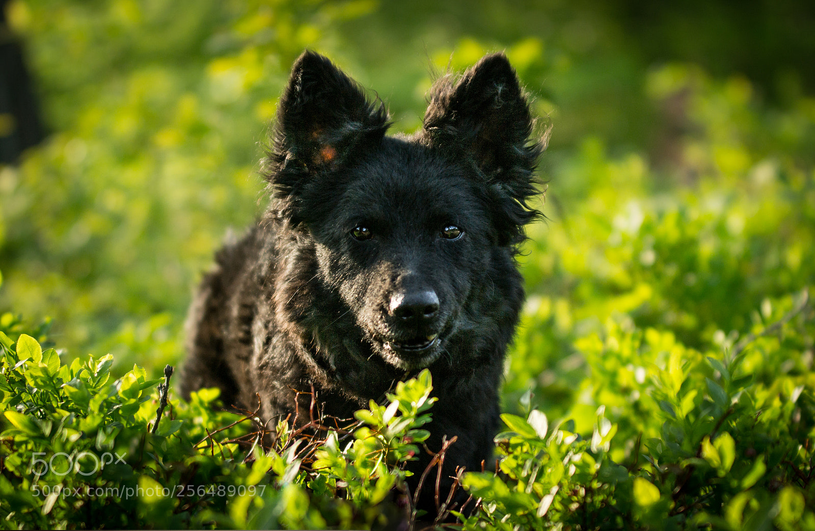 Nikon D3100 sample photo. Sunny thoughts photography