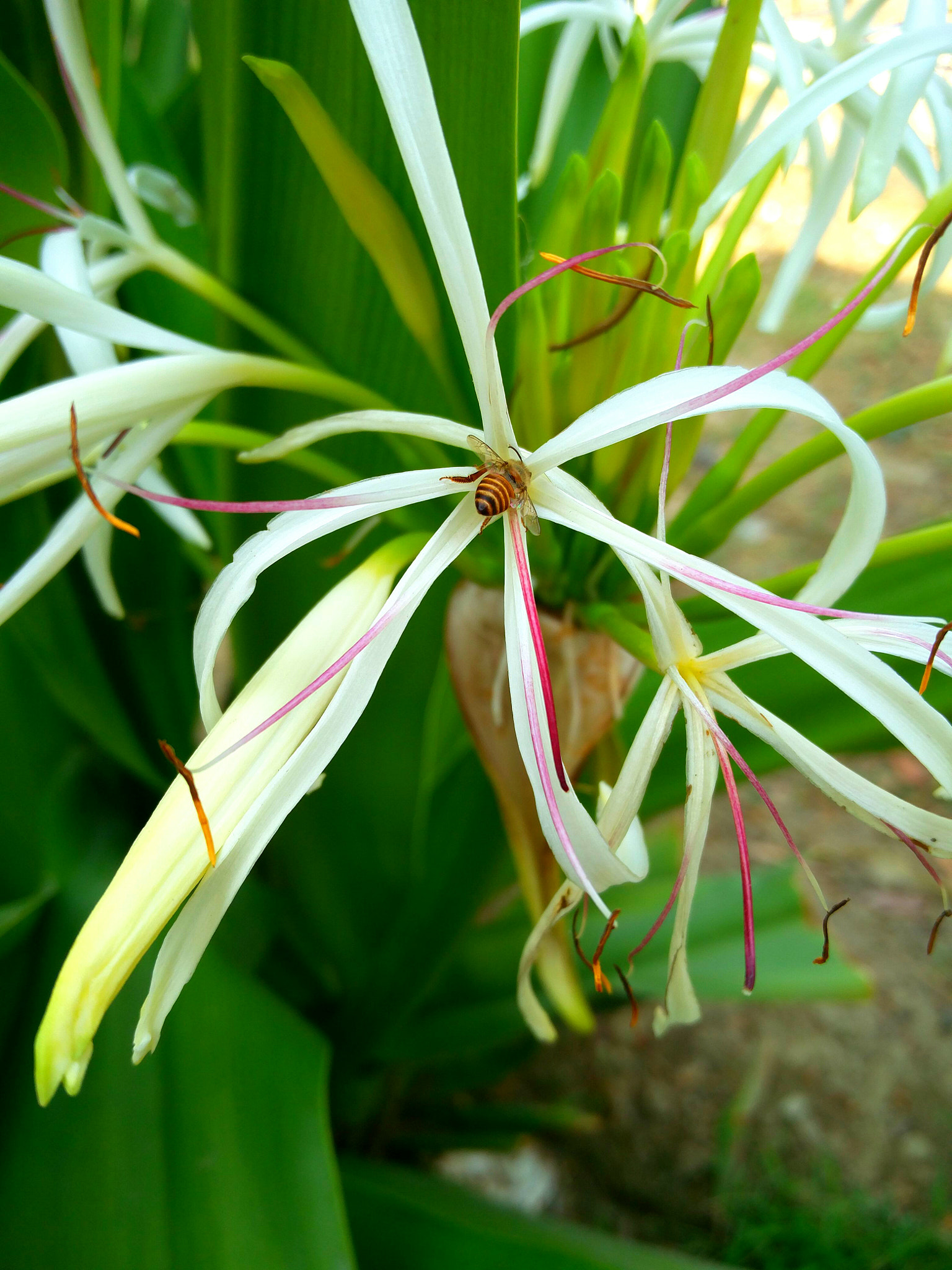 OnePlus 2 sample photo. Honey photography