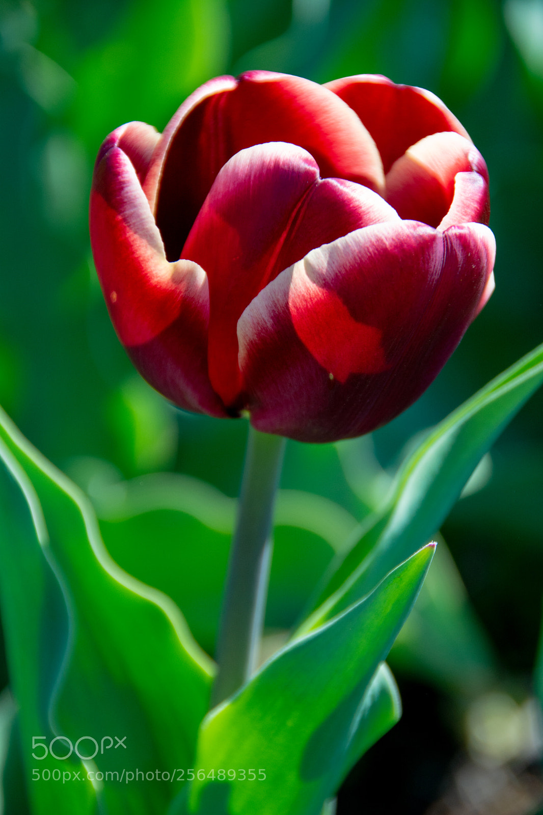 Nikon D7100 sample photo. Maroon triumph tulip photography
