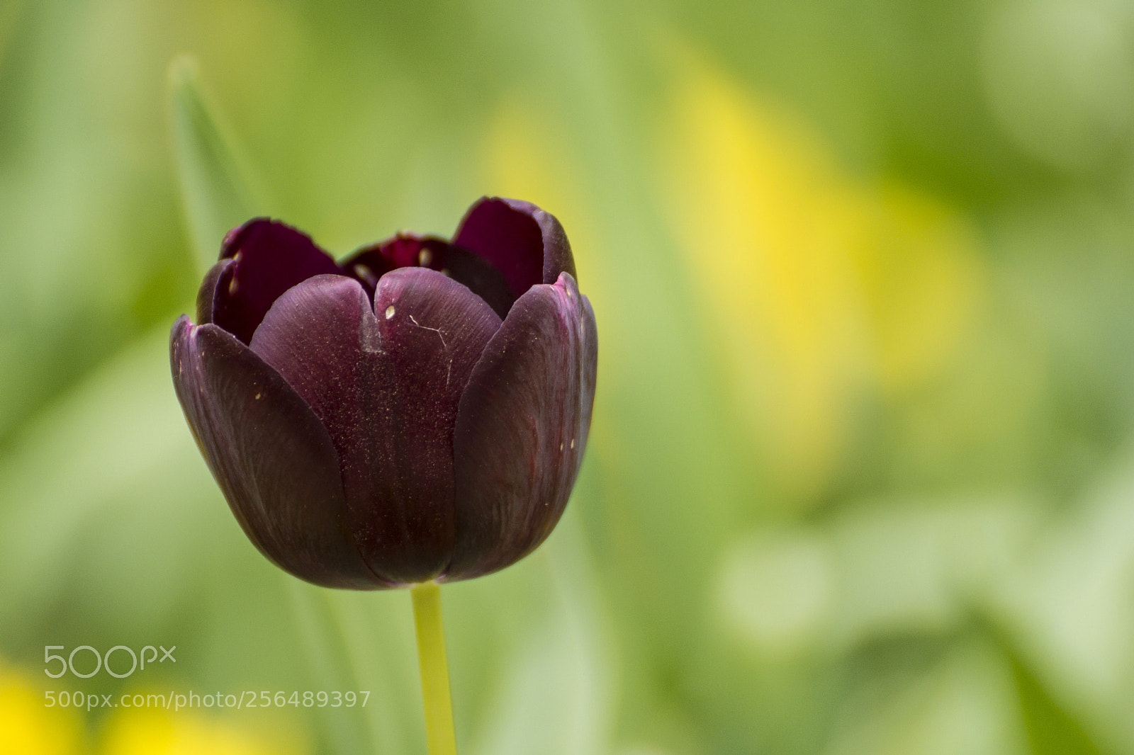 Nikon D7200 sample photo. 2lip photography