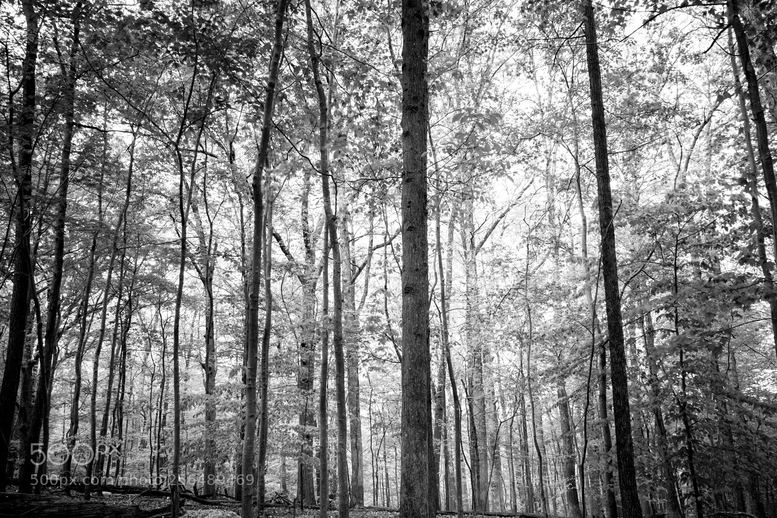 Fujifilm X-Pro2 sample photo. Trees photography