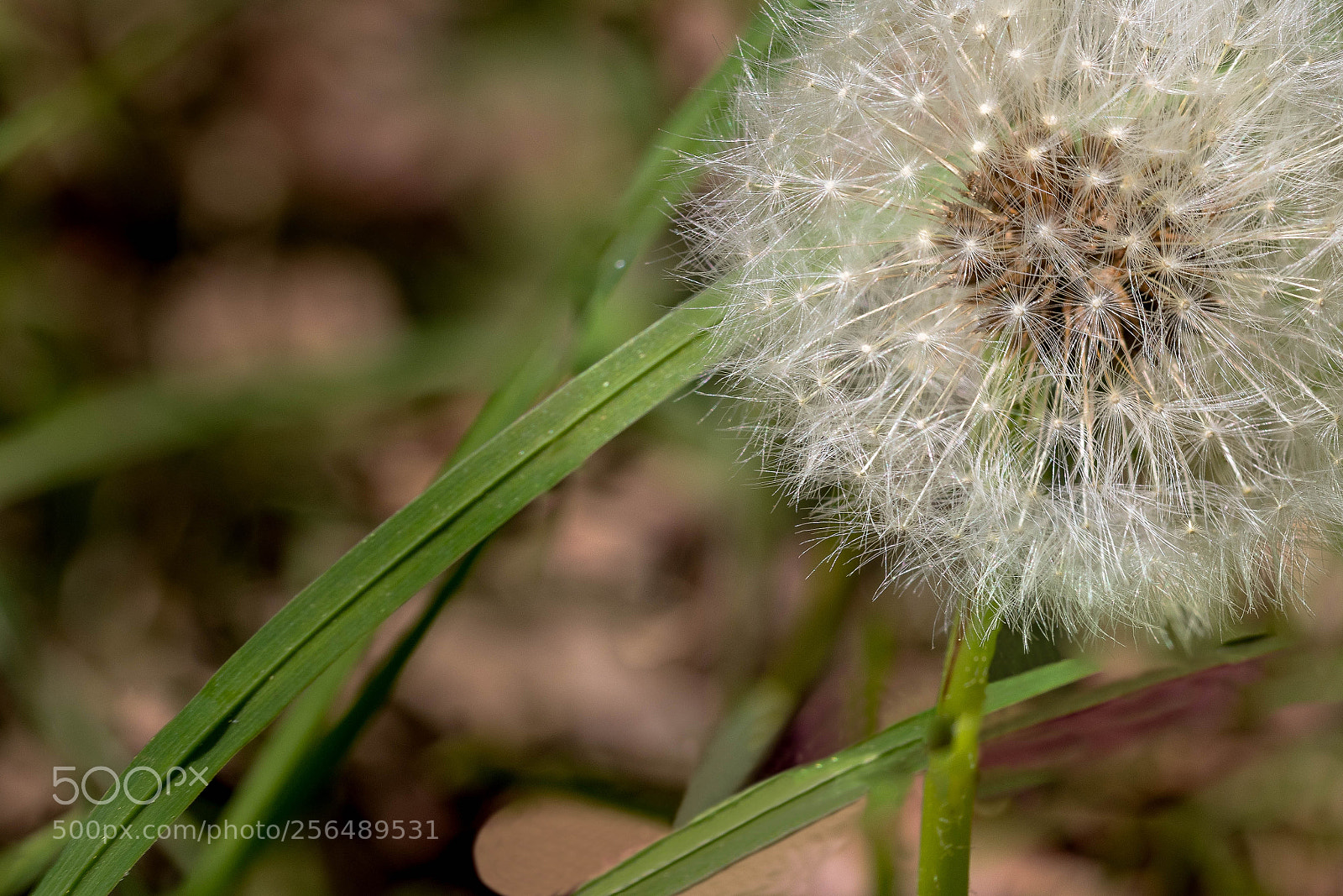 Canon EOS 200D (EOS Rebel SL2 / EOS Kiss X9) sample photo. Taraxacum officinale photography