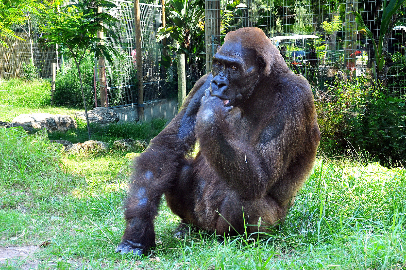 Nikon D90 sample photo. Thinker almost according to photography