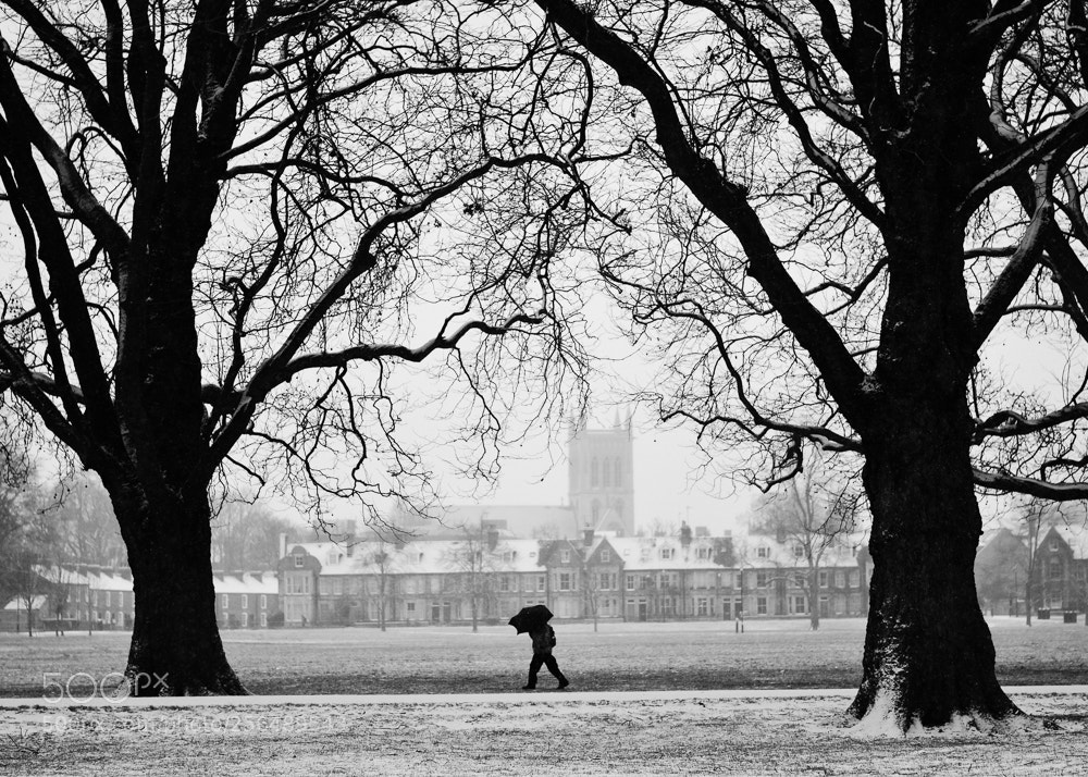 Nikon D7500 sample photo. Snowstorm photography