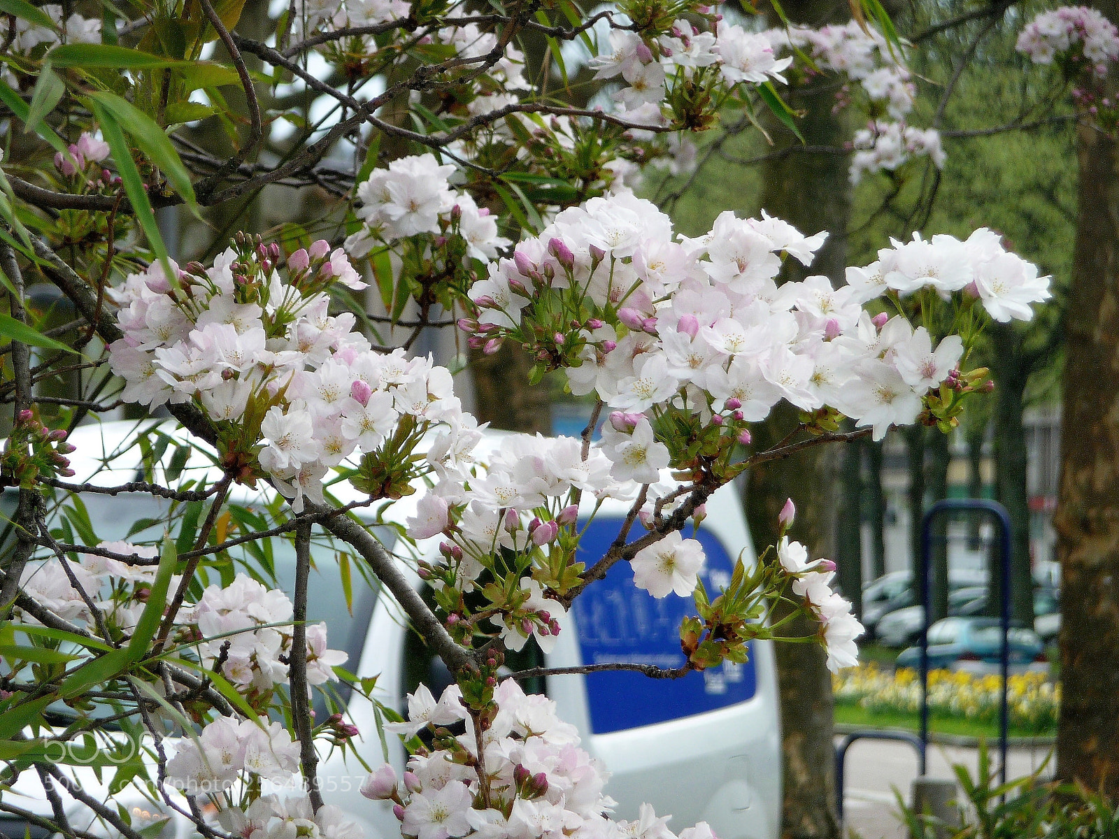 Panasonic Lumix DMC-TZ5 sample photo. Flowers in town photography