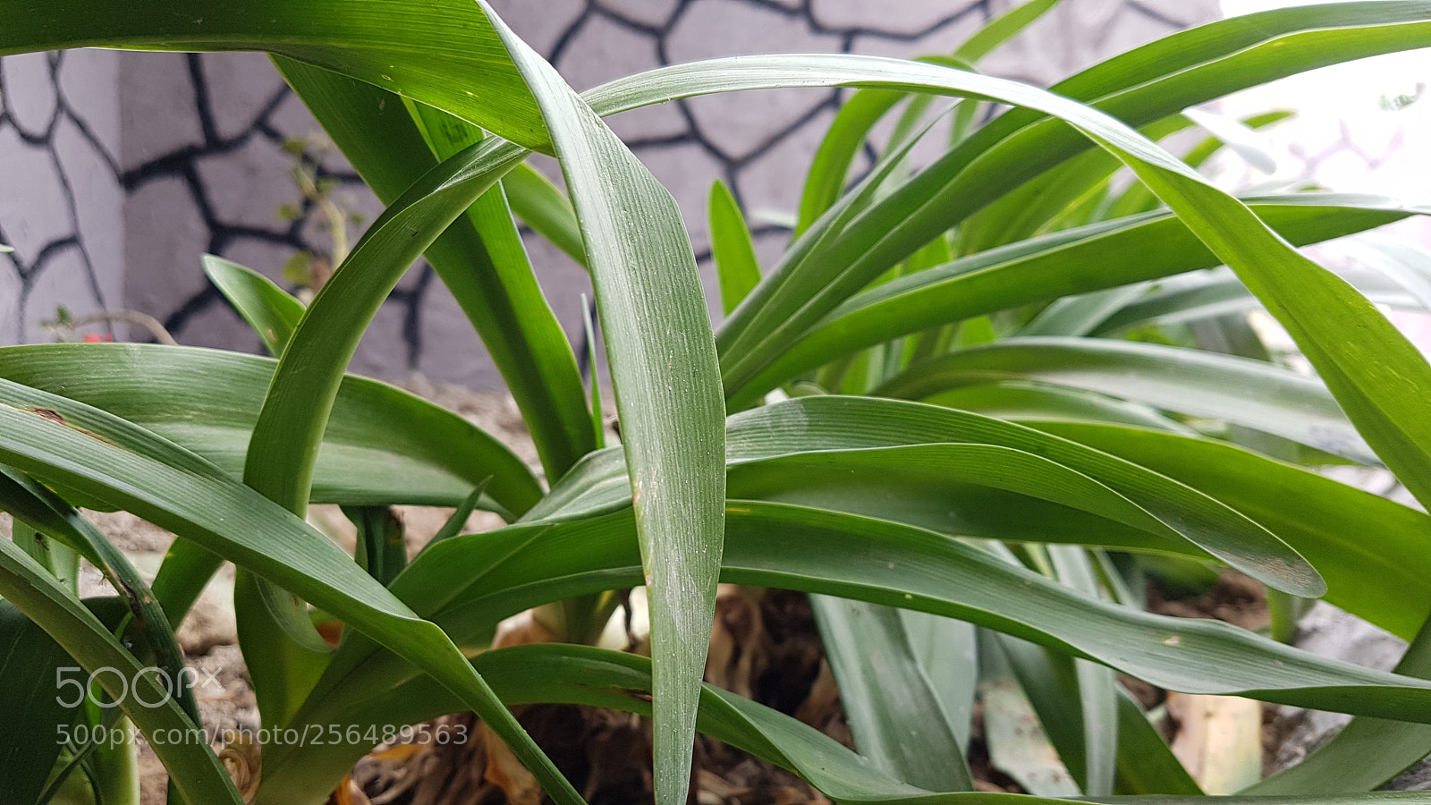 Samsung Galaxy S7 Edge sample photo. Untitled photography