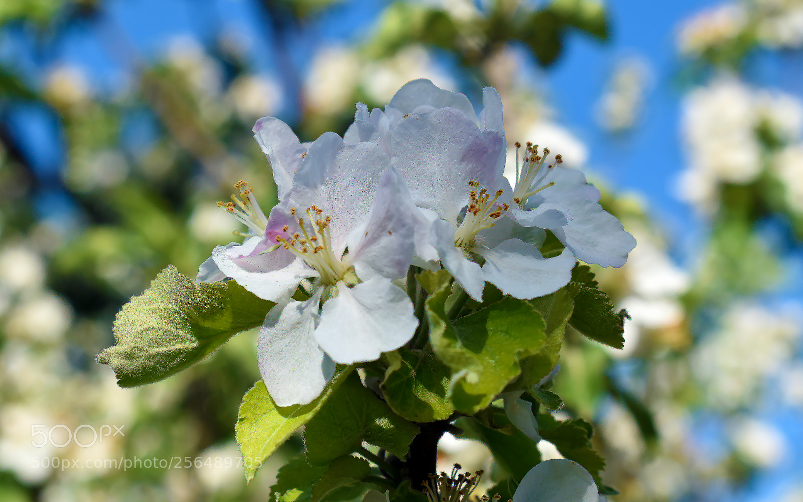 Nikon D5600 sample photo. Яблони цветут photography