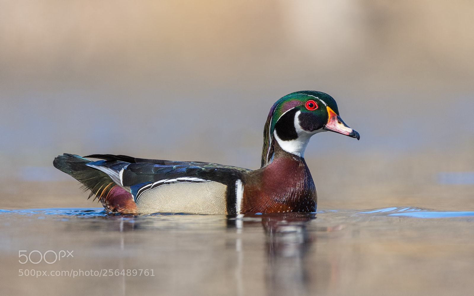 Nikon D7200 sample photo. Wood duck drake photography