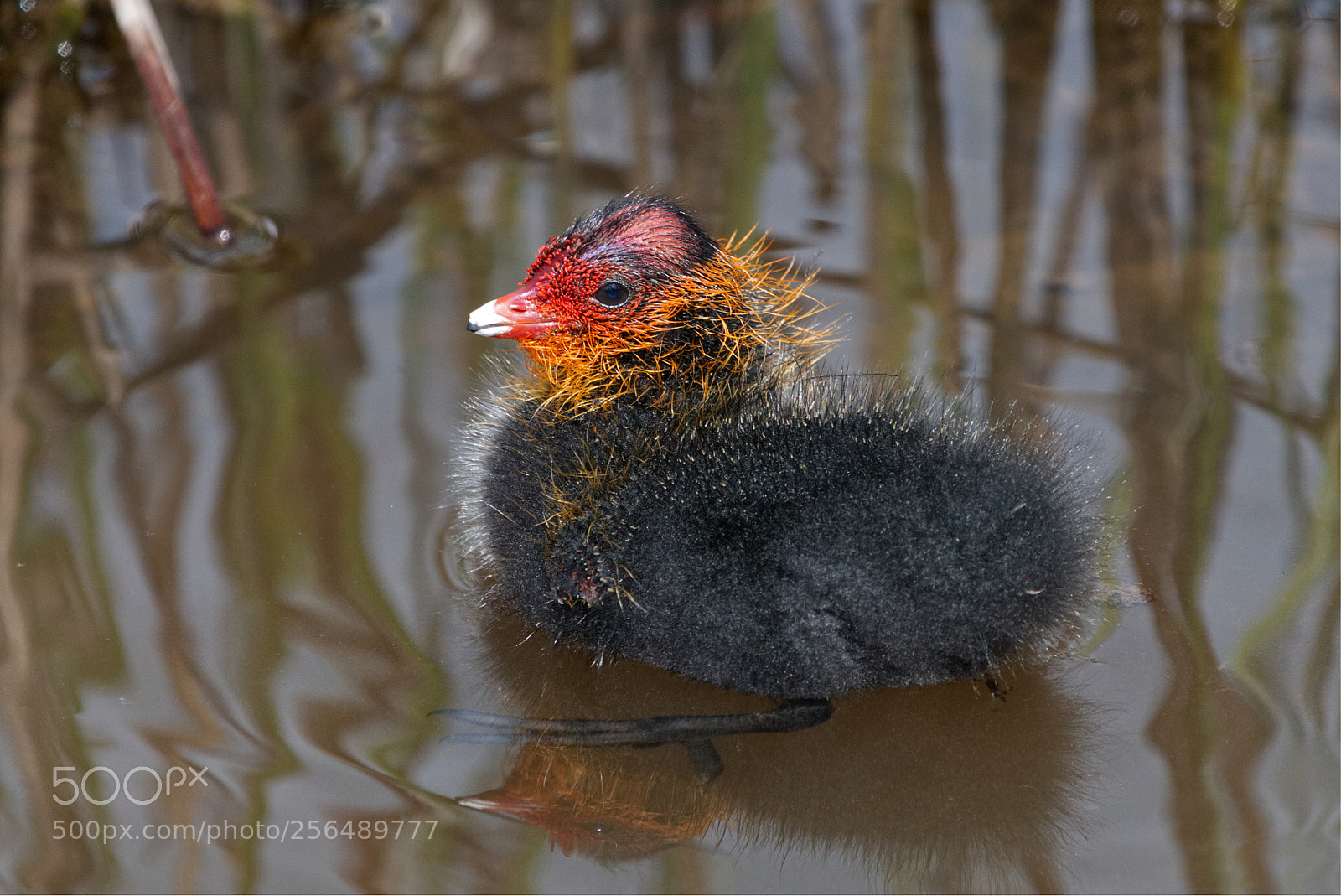 Canon EOS 70D sample photo. Young coot photography