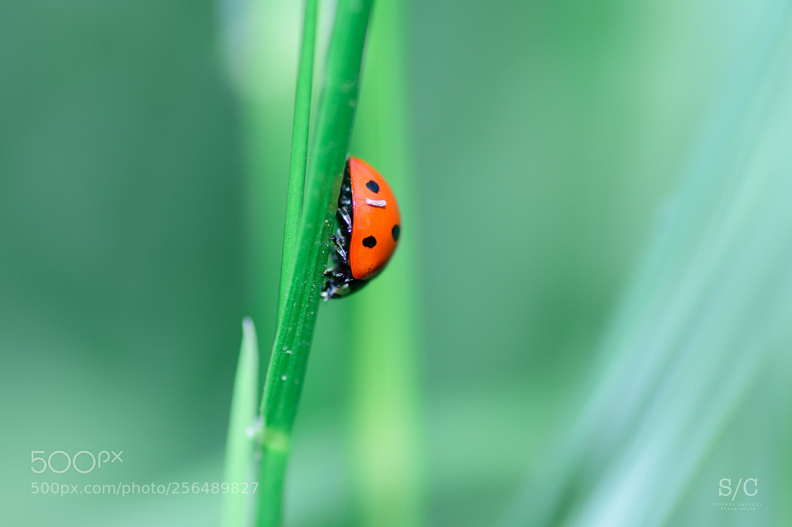 Nikon D7200 sample photo. Ladybird #1 photography