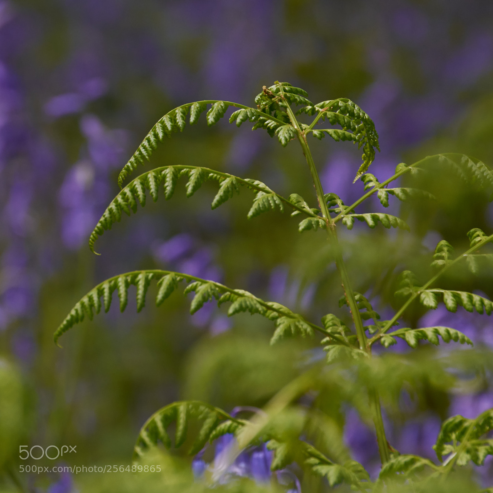 Nikon D7200 sample photo. Ferns and bluebells photography