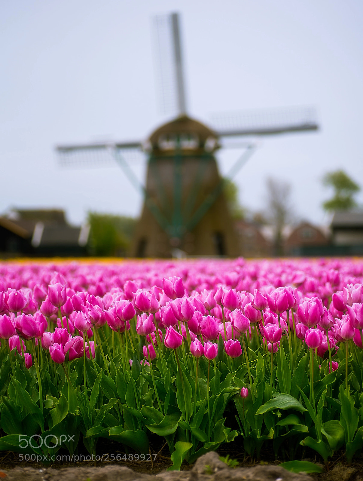 Nikon D750 sample photo. Typical dutch photography
