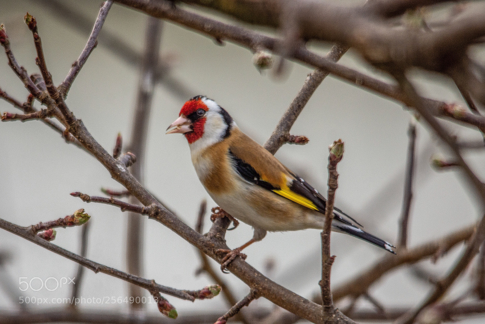 Nikon D7200 sample photo. European goldfinch photography