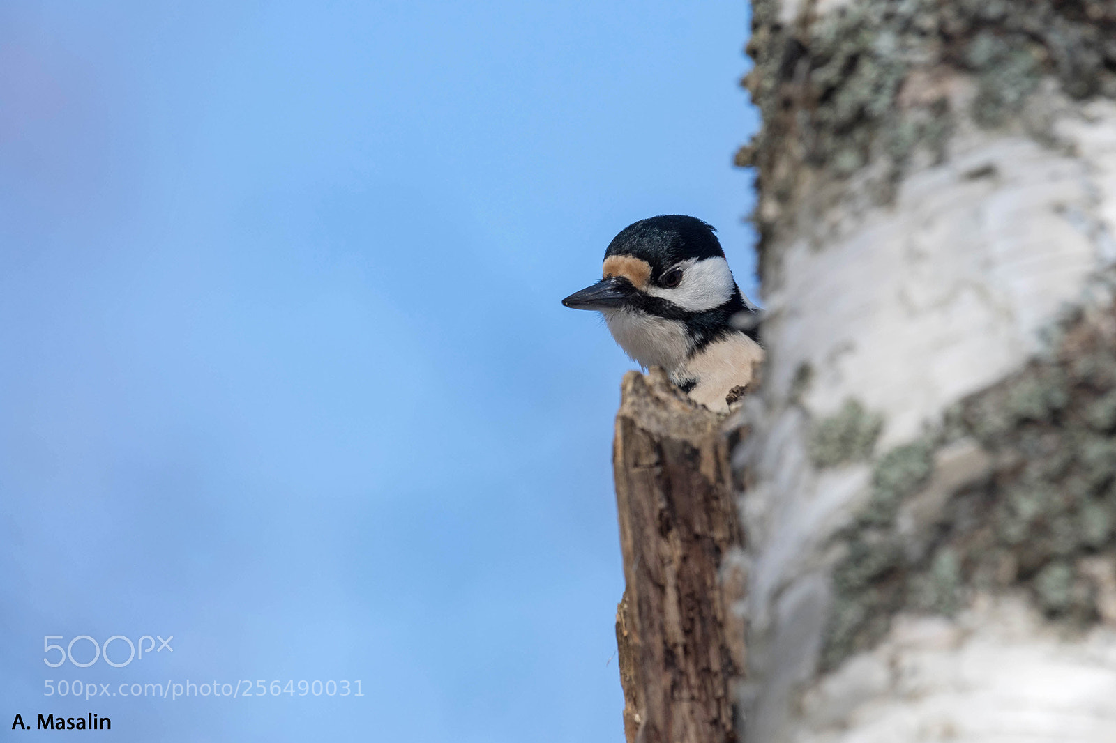 Nikon D500 sample photo. Great spotted woodpecker photography