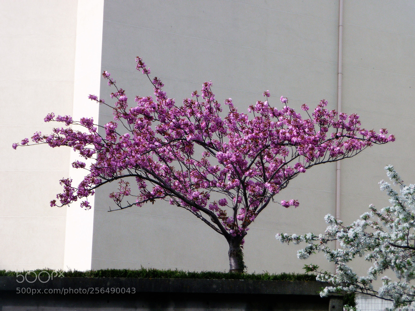Panasonic Lumix DMC-TZ5 sample photo. Tree in town photography