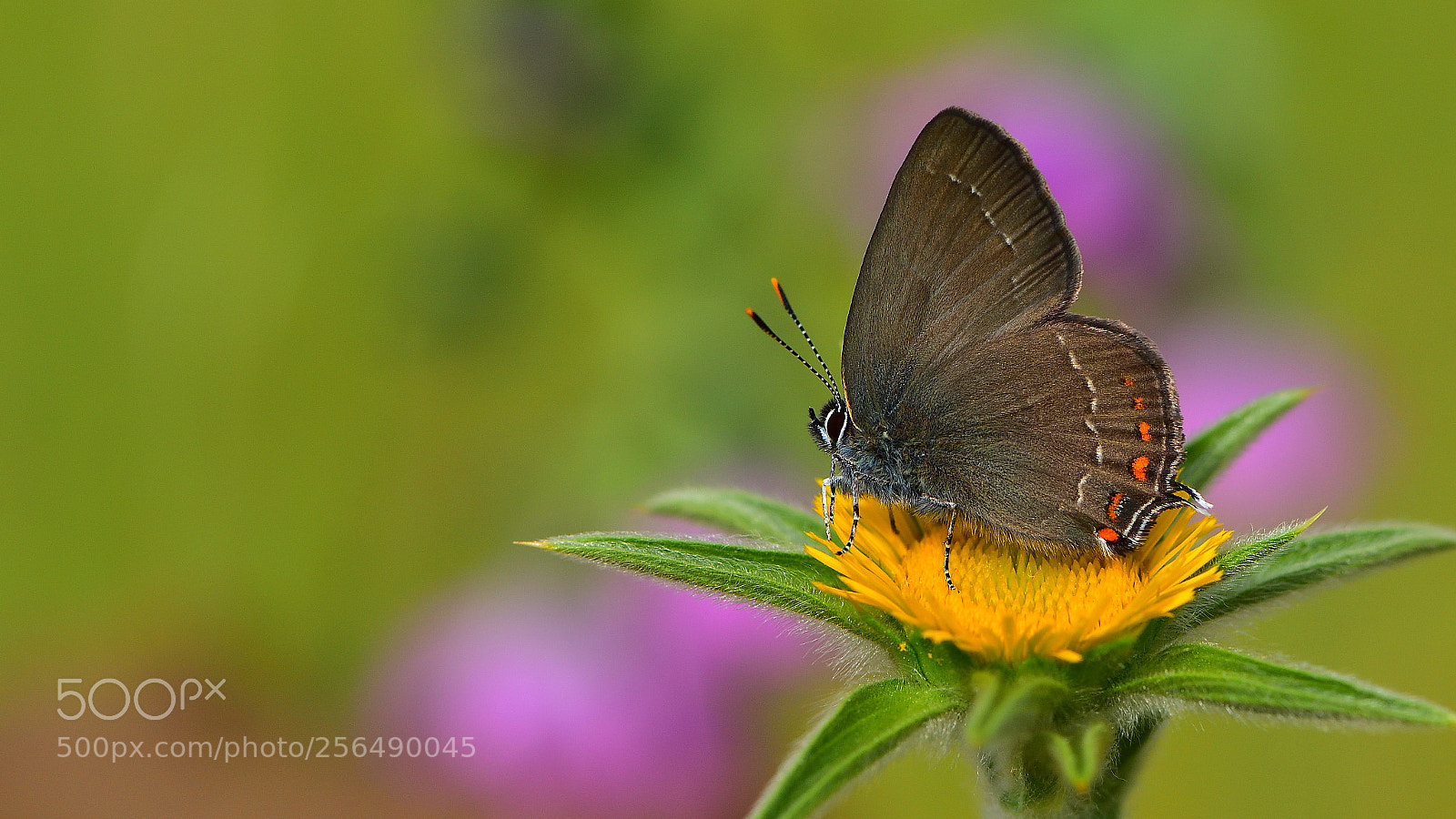 Nikon D810 sample photo. B y k sevbeni photography