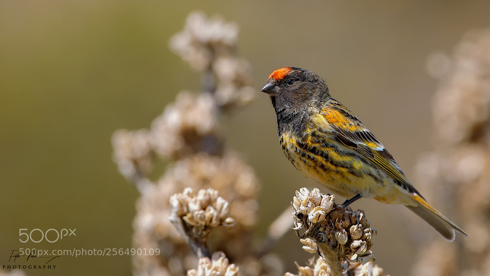 Canon EOS 5D Mark IV sample photo. Red-fronted serin photography