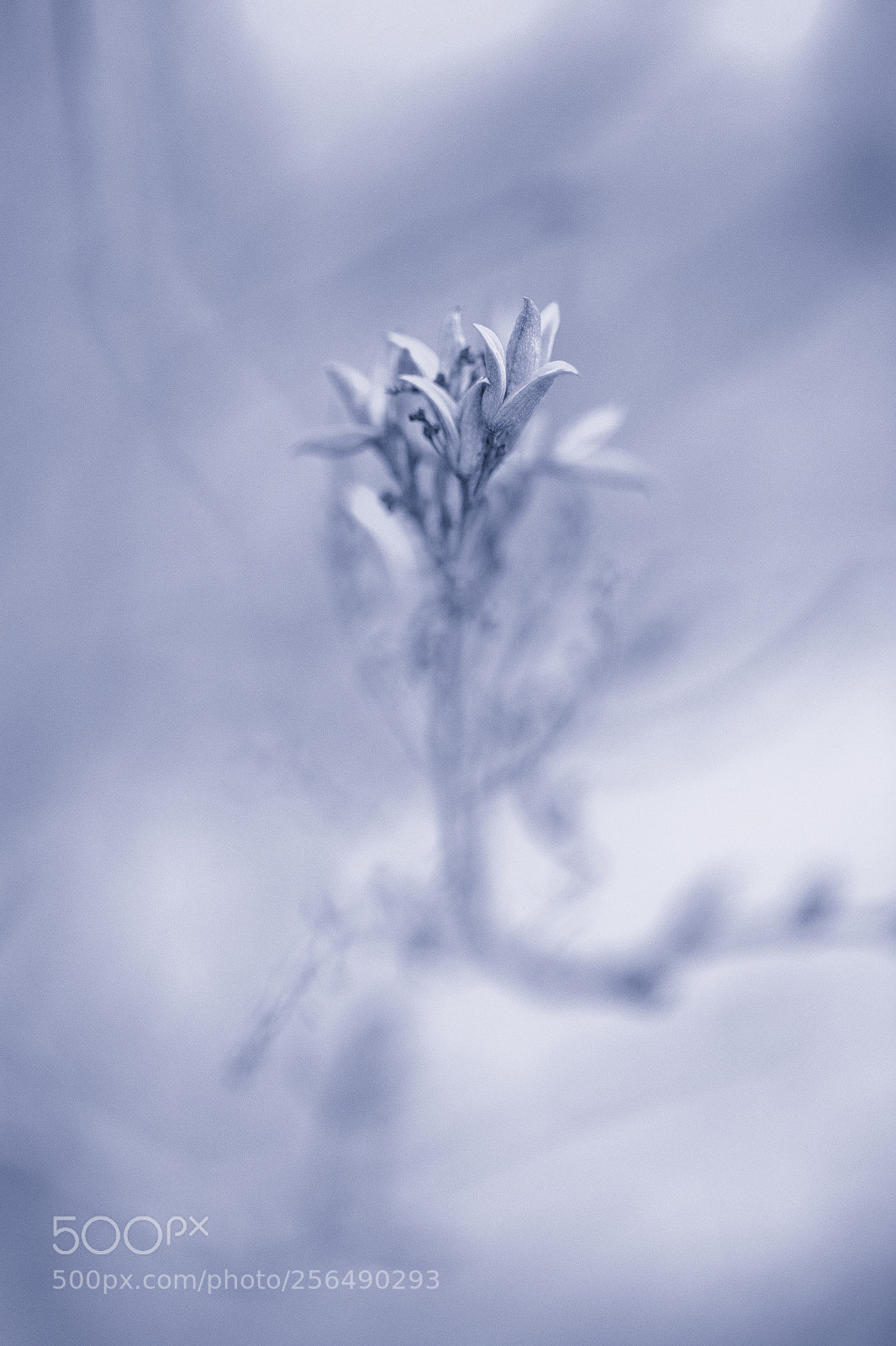 Canon EOS 6D sample photo. Spring photography