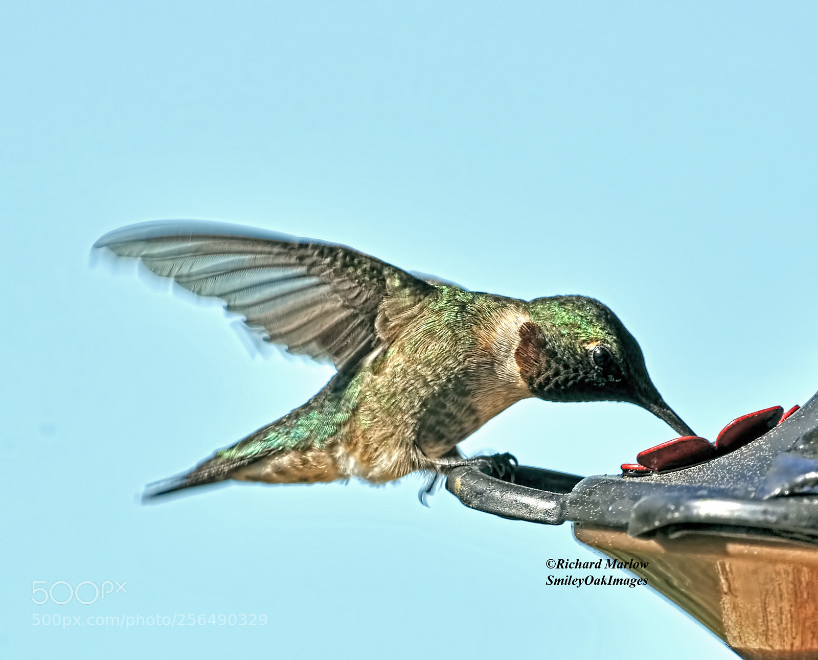 Nikon D5000 sample photo. Hummingbird photography