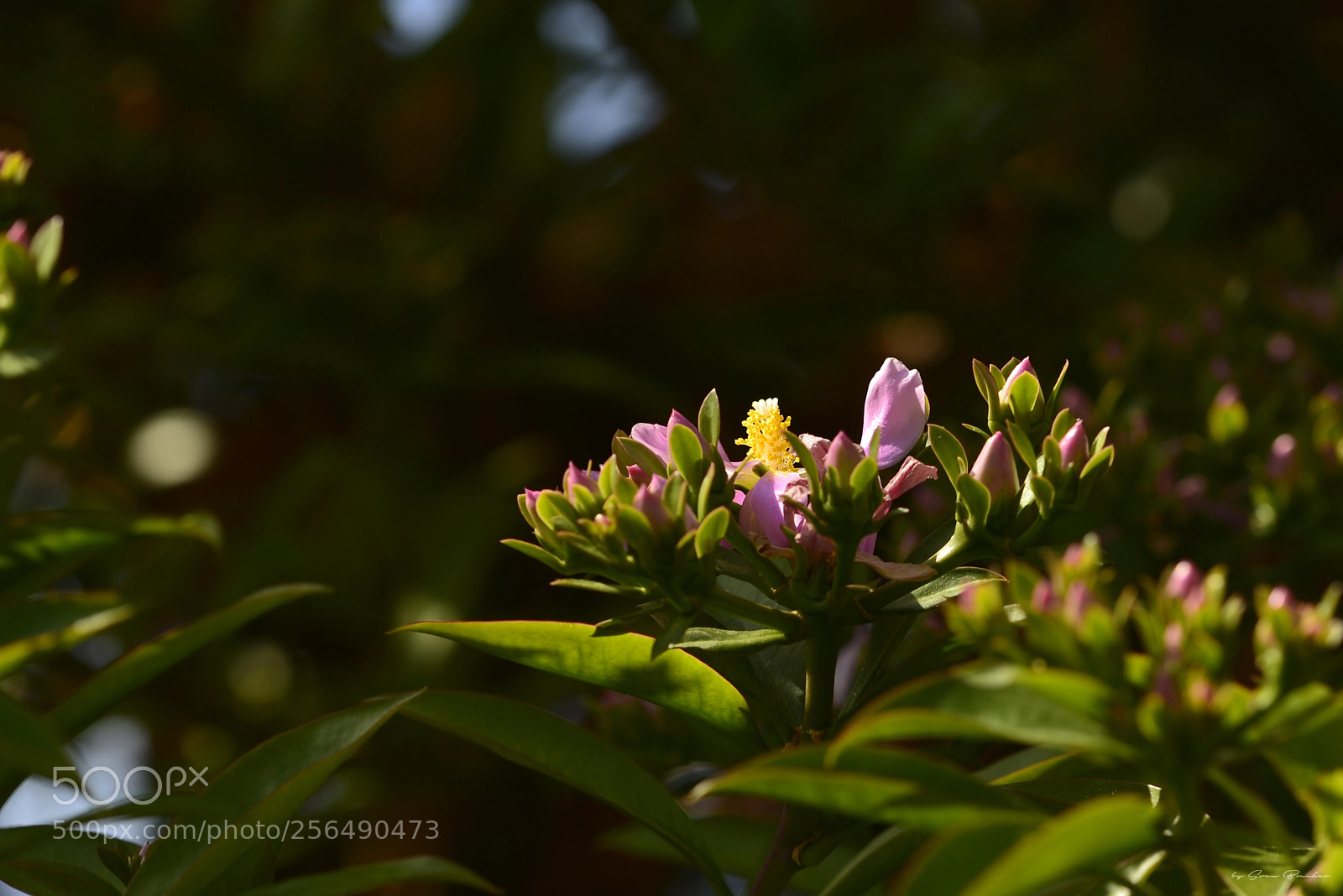 Nikon D600 sample photo. Gro bl ttrige pereskie photography