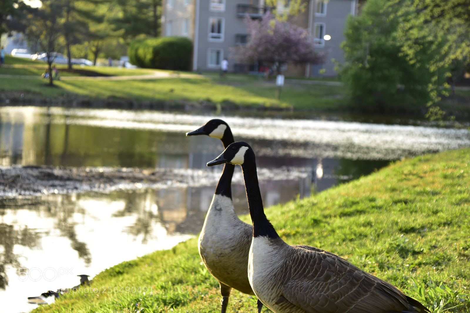 Nikon D3400 sample photo. Geese photography