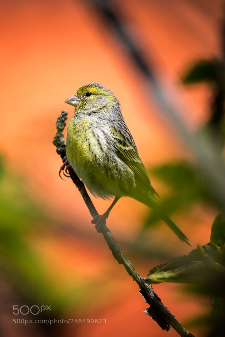 Canon EOS 5D Mark IV sample photo. Canary photography