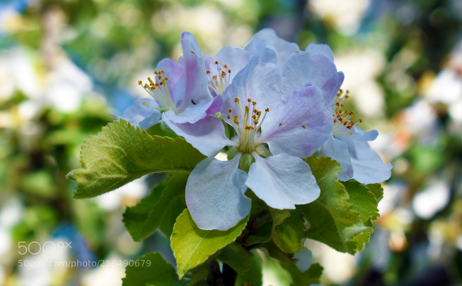 Nikon D5600 sample photo. Нежность photography