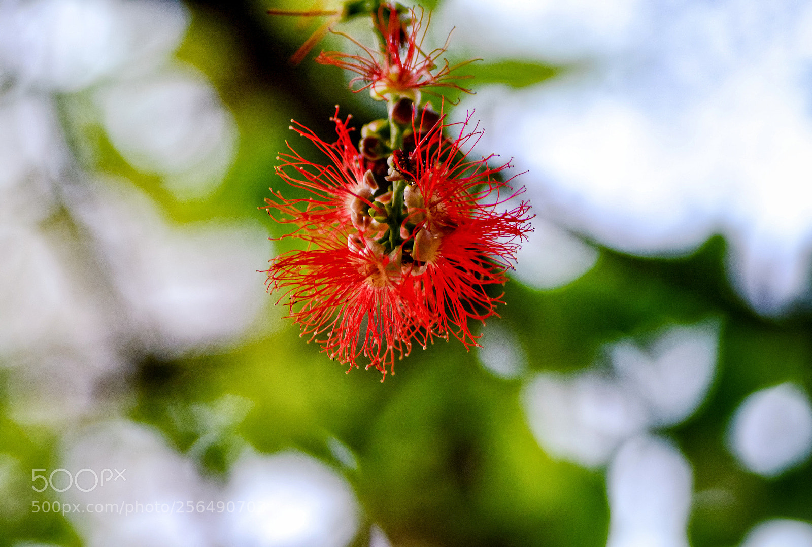 Nikon D7100 sample photo. Lnsdkbln photography
