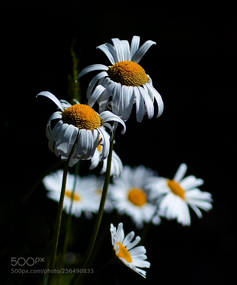Nikon D7100 sample photo. Papatya photography