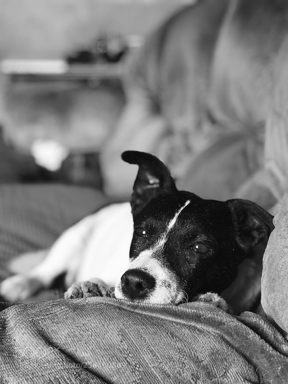 Apple iPhone 7 Plus sample photo. Dog days photography