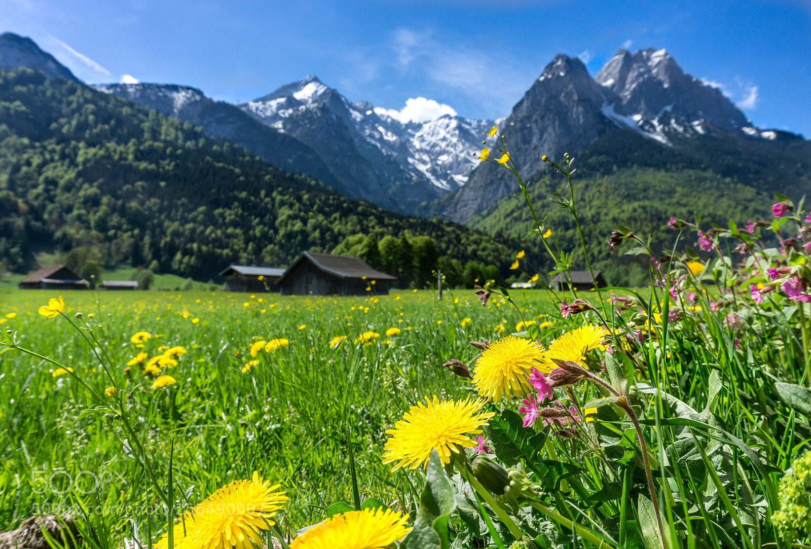 Sony a6000 sample photo. Frühlingsblühen photography