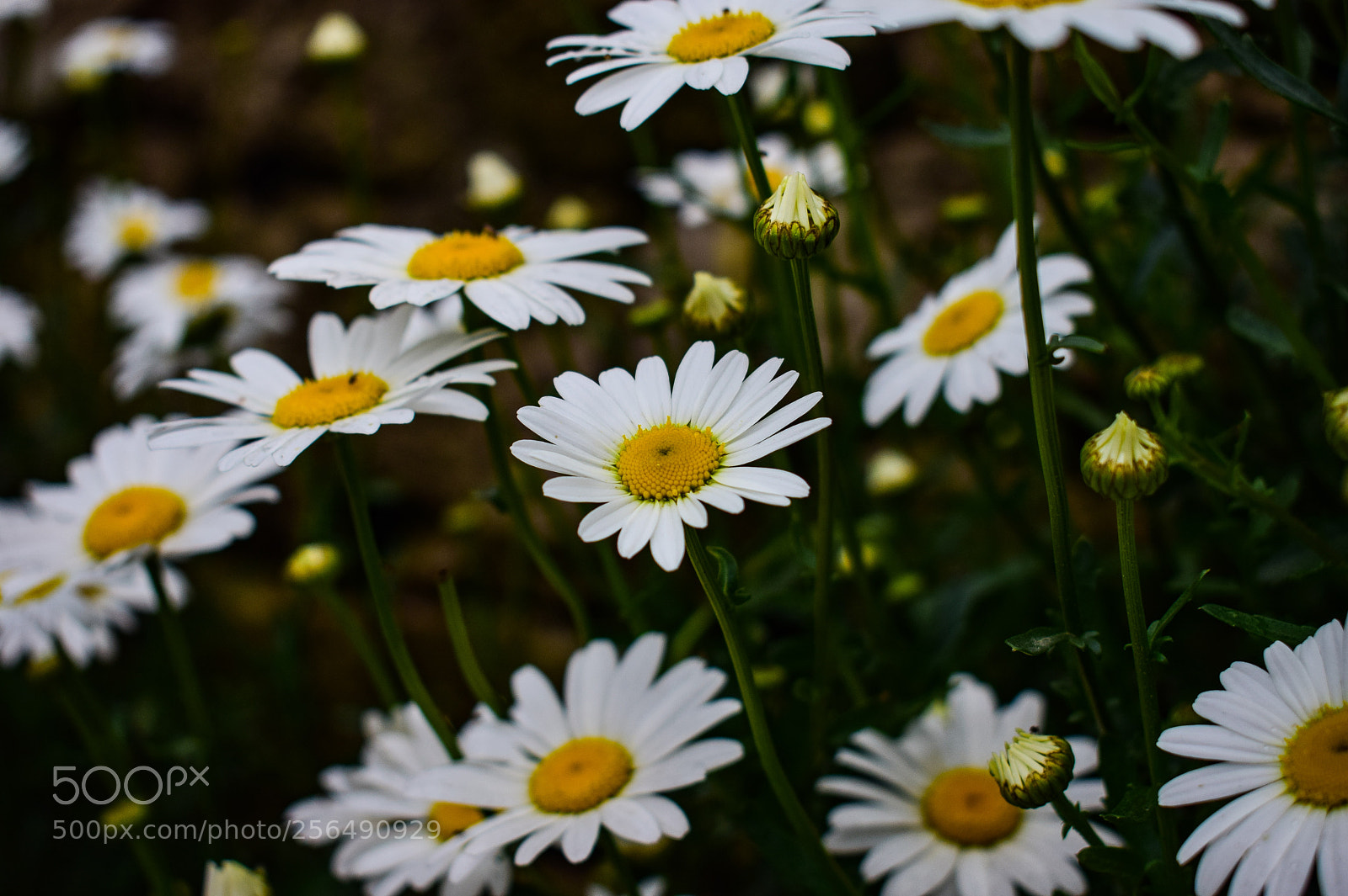 Nikon D3300 sample photo. White photography