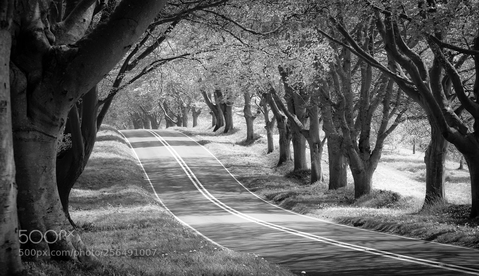 Nikon D750 sample photo. Beeches avenue photography