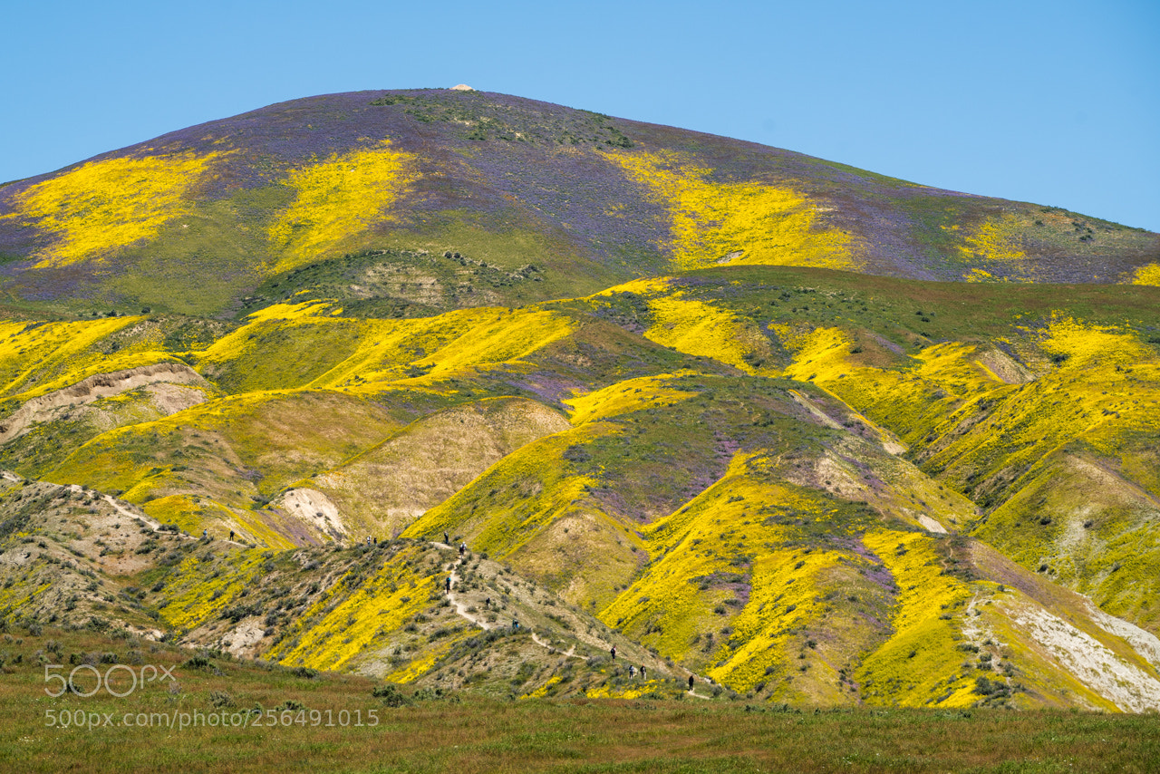 Sony a7R II sample photo. Temblor splendor photography