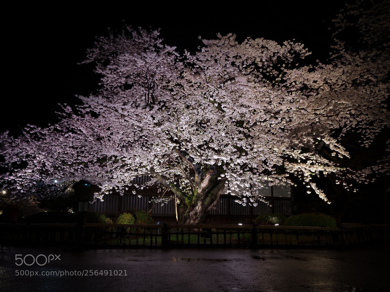Fujifilm GFX 50S sample photo. Japan's oldest cherry tree photography