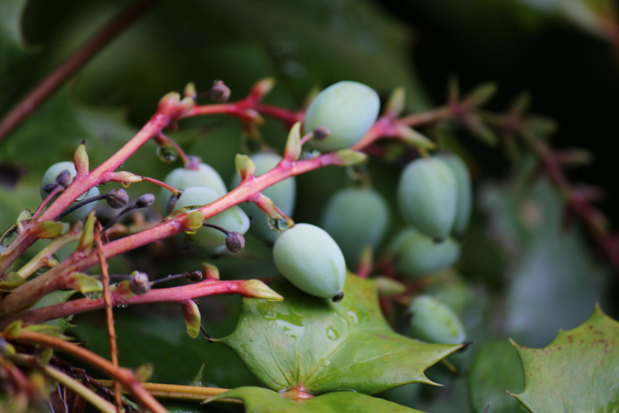 Canon EF-S 55-250mm F4-5.6 IS II sample photo. Green photography