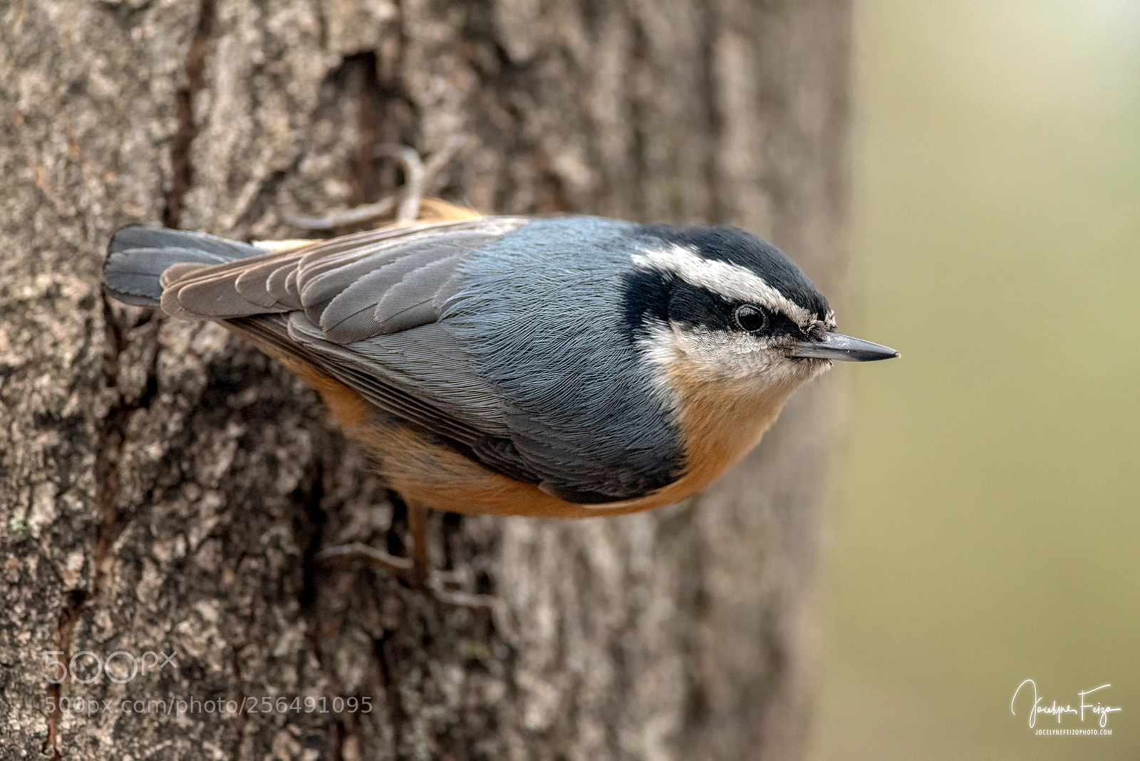 Nikon D750 sample photo. Red-breasted nuthatch photography