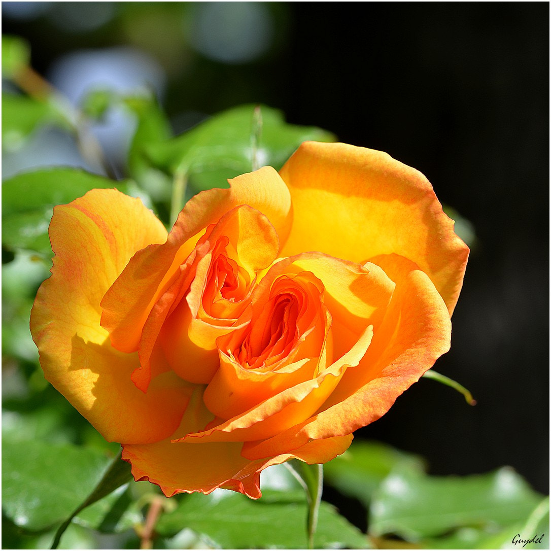 Nikon D5200 sample photo. La première de 2018 ... photography