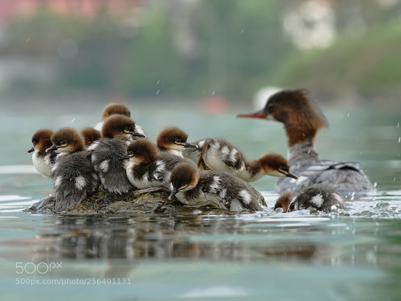 Sony a7R II sample photo. Smergo maggiore photography