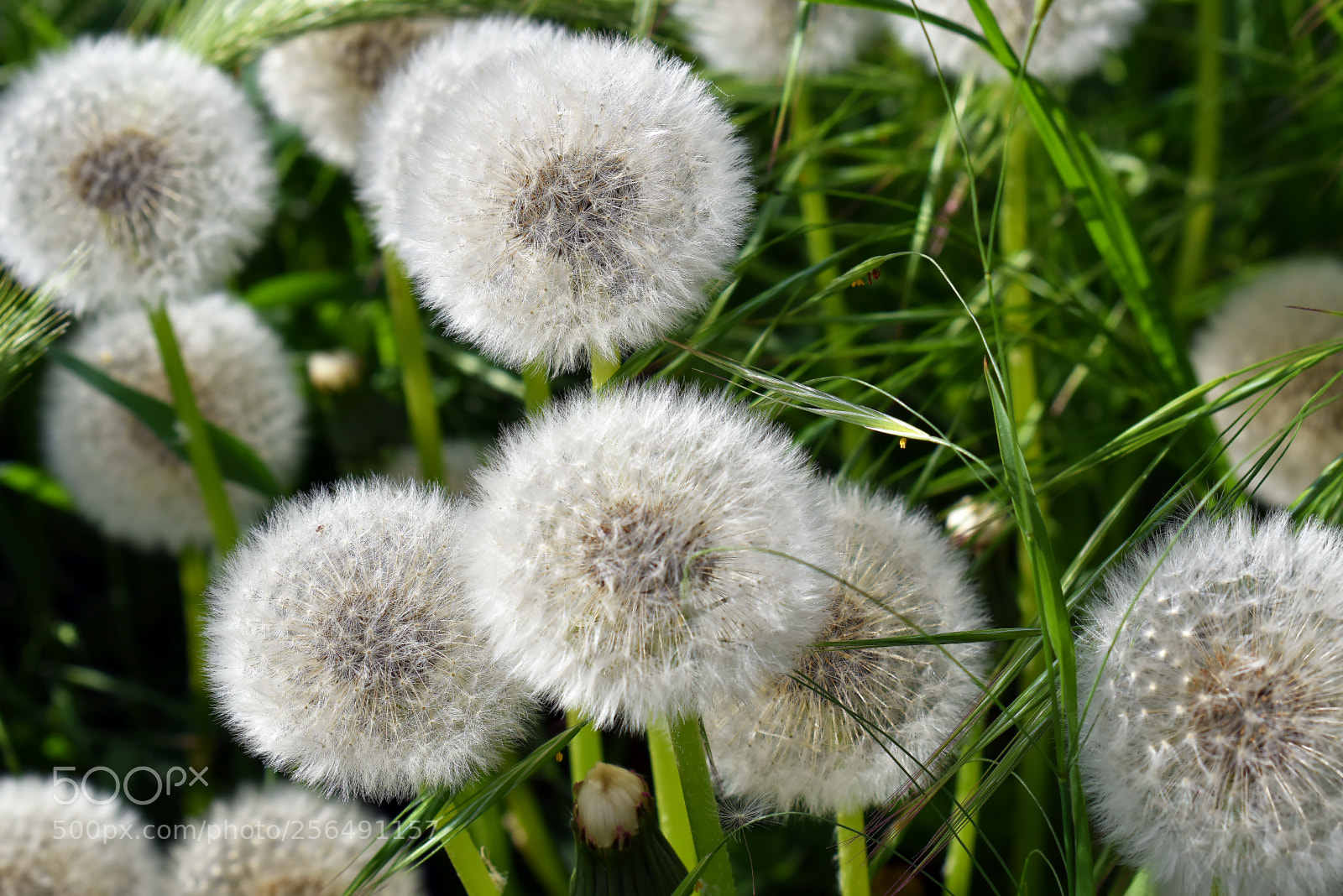 Nikon D5600 sample photo. Одуванчики photography
