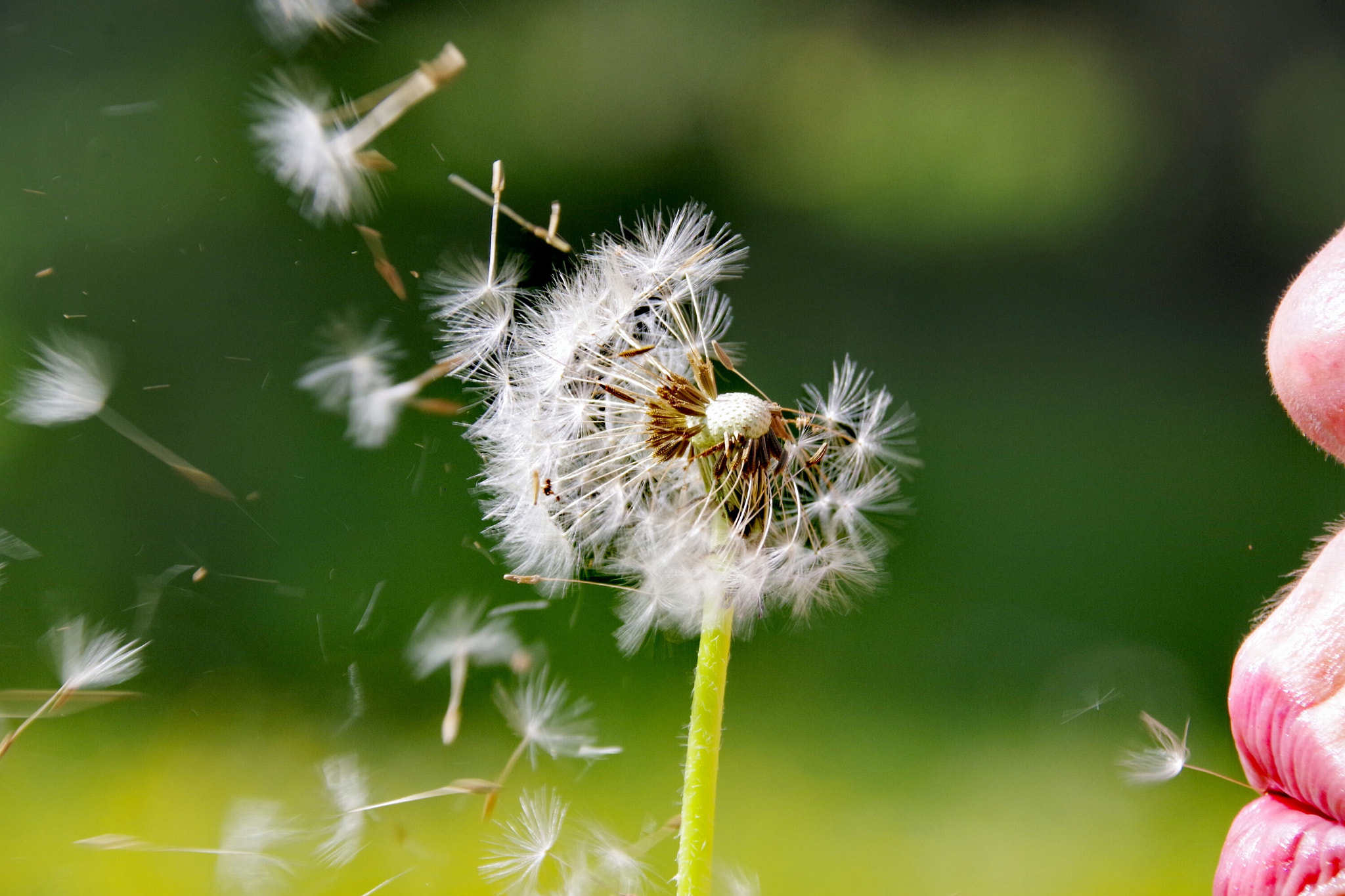 Pentax K-70 sample photo. Blooming dandelion photography
