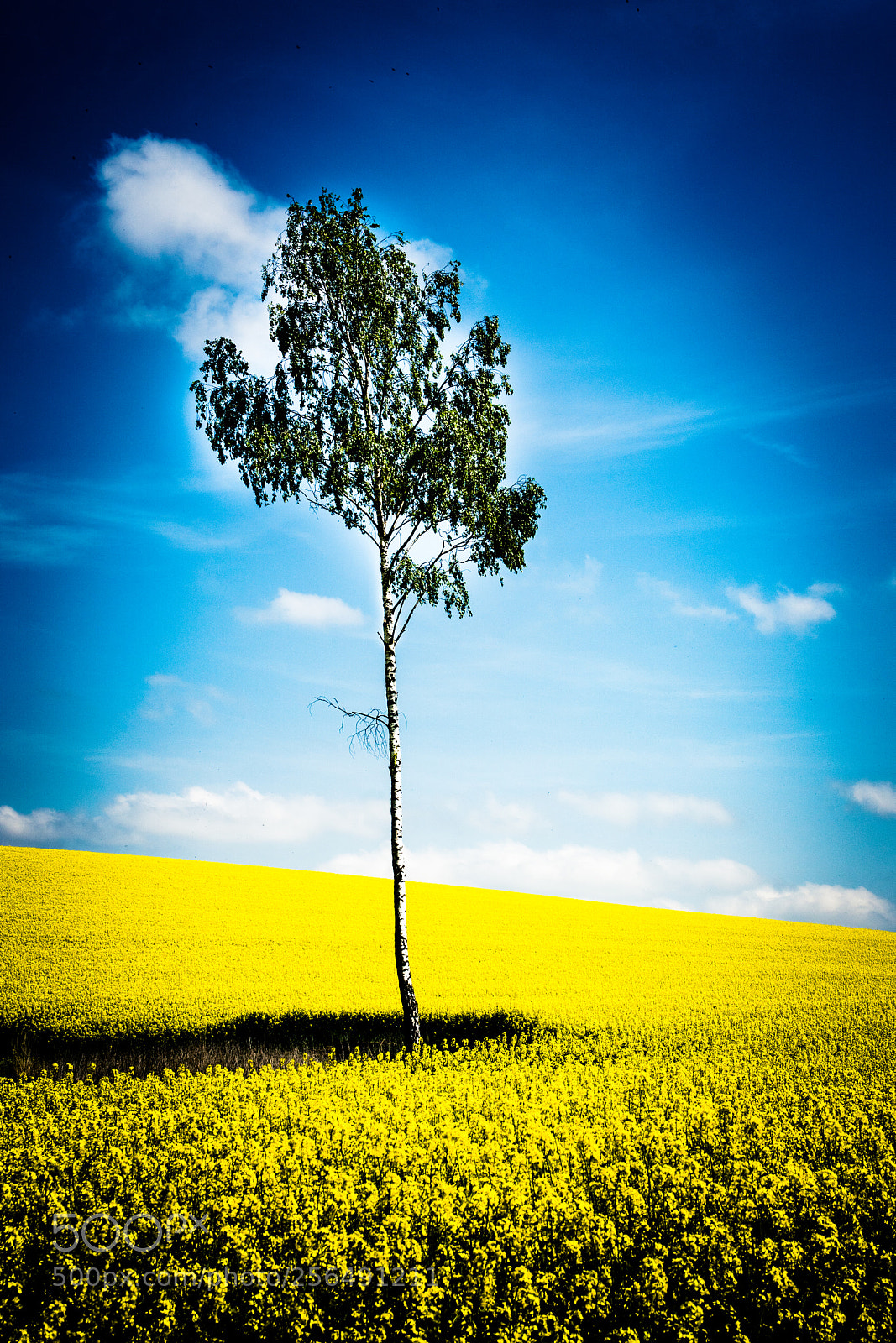 Sony ILCA-77M2 sample photo. Birch in the yellow photography
