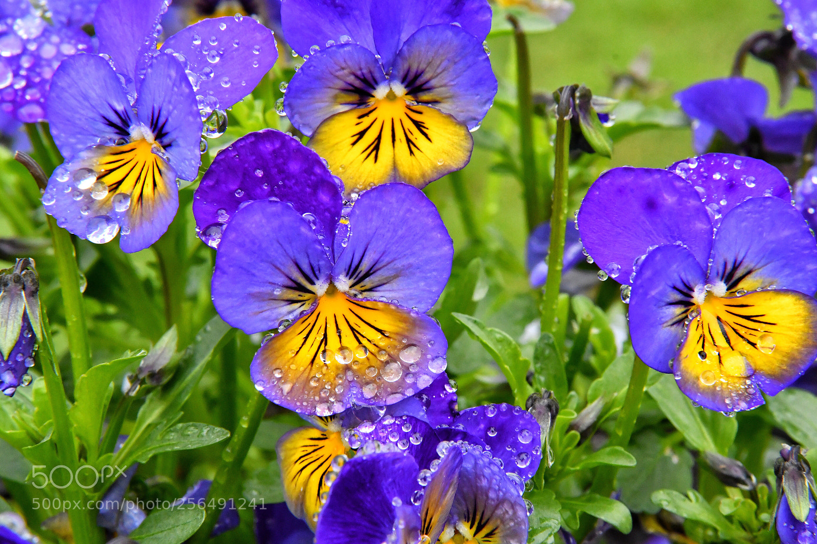 Nikon D500 sample photo. Flowers in our garden  photography